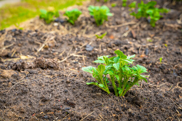 Young sprouted potato sprouts in a garden bed close-up