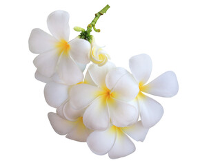 Plumeria or Frangipani or Temple tree flower. Close up white-yellow plumeria flowers bunch isolated...