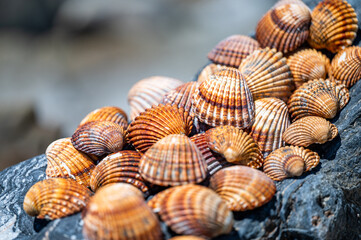 Many different shells stacked together on Costa Del Sol beach, Spain.  Beautiful shells background.