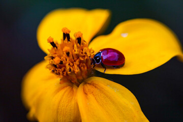 close up of a flower