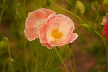 Fototapeta premium red poppy flowers in the garden