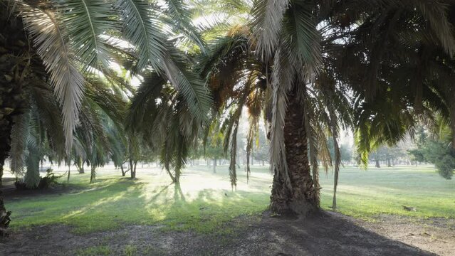 Cielo, Palmeras, ma&ntilde;ana, sol, paneo