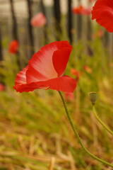 Fototapeta premium red poppy flowers in the garden
