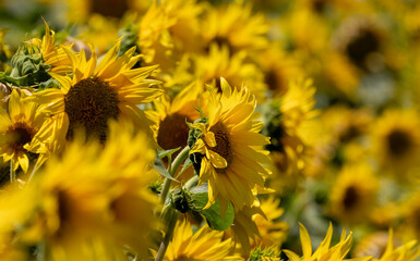 A Sunflower in a field on a summers day