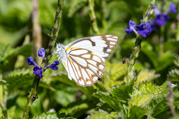 Ein African Caper White Schmetterling in der Seitenansicht an blauen Blüten