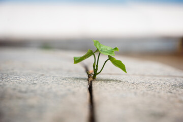 When a new start-up business develops and fights for strength, a new life, or a seeding business idea. The growth of seedlings