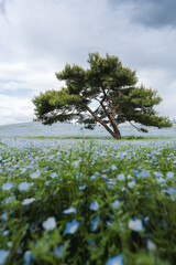 Tree and Nemophila (baby blue eyes flowers) field, blue flower carpet, Japanese Natural Attraction. Hitachi Seaside Park, Ibaraki, Japan.