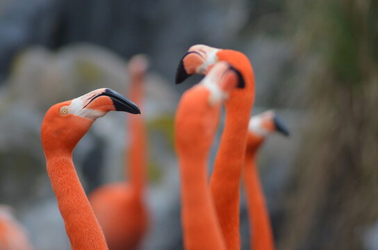 Flamencos 
