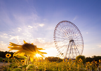 夏のひまわり畑、夕景_葛西臨海公園_向日葵