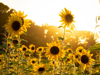 夏のひまわり畑、夕景_葛西臨海公園_向日葵