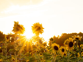 葛西臨海公園 ひまわり畑　夕景