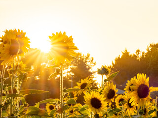 夏のひまわり畑、夕景_葛西臨海公園_向日葵
