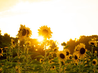 夏のひまわり畑、夕景_葛西臨海公園_向日葵