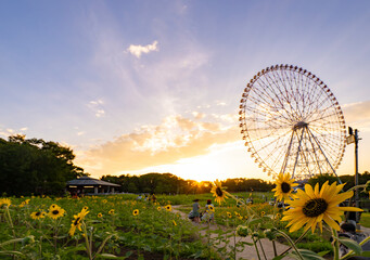 夏のひまわり畑、夕景_葛西臨海公園_向日葵