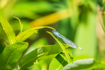 Small dragonfly Enallagma cyathigerum, the common blue damselfly, female. on a blade of grass