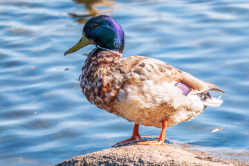 Duck swims in the pond. Mallard, lat. Anas platyrhynchos, male