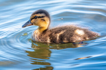 Cute little duckling swimming alone in a lake or river with calm water