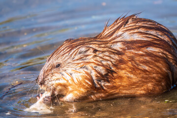 Wild animal Muskrat, Ondatra zibethicuseats, eats on the river bank