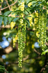 Pterocarya fraxinifolia. Commonly known as Caucasian wingnut or Caucasian walnut. Tops of branches with fruit.