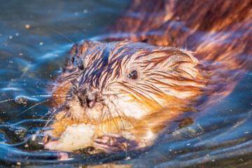 Muskrat, Ondatra zibethicuseats swiming at the surface of the lake water.