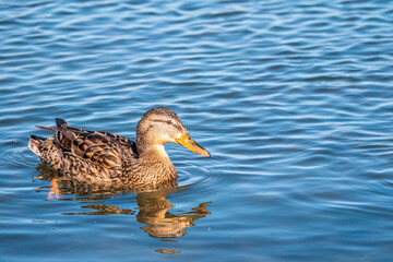 Mallard female Duck swims in the pond in the rain.