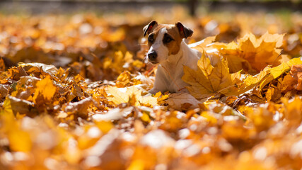 Jack Russell Terrier dog in a pile of yellow fallen leaves. 