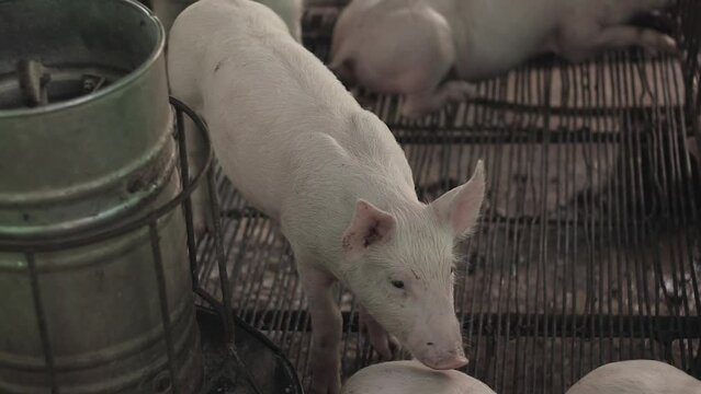 Many piglets feed on mother pig's milk in the farm