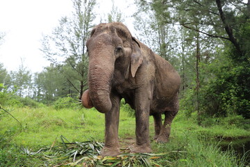 Fototapeta na wymiar Elephant in Thailand