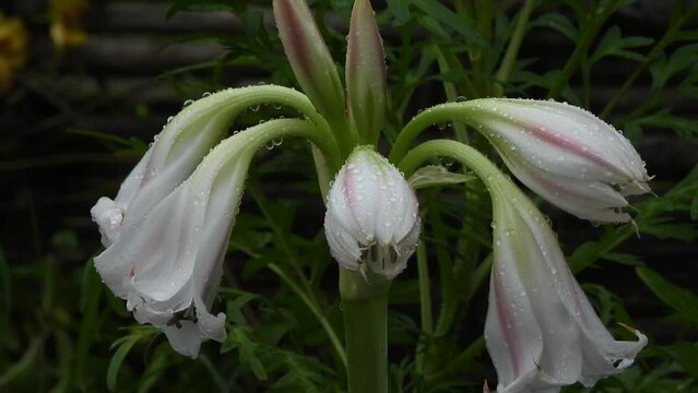 Meadows crinum white flower .