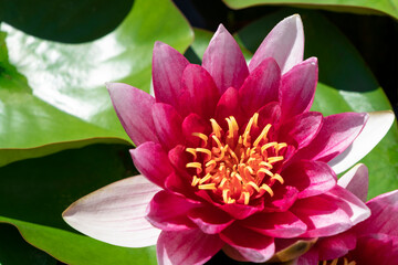 Pink lotus flower on surface of water in pond. Water lily blooming on calm lake. Sunny day in summer.