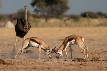 springbuck battle