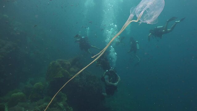 Box jellyfish close-up fills the frame underwater. In the background a dive guide signals its presence to a group of divers during a dive.