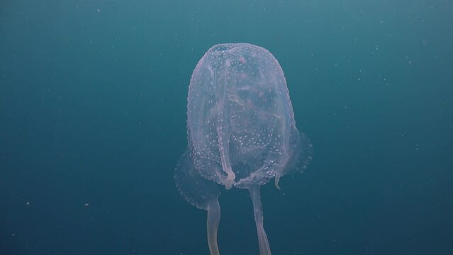 Box jellyfish filmed very close to the bell. Two of its four tentacles are missing. The jellyfish slowly rises toward the surface underwater.