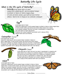 Butterfly life cycle with explanation template