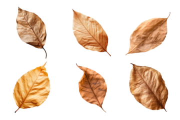 Collection of dried leaves isolated on transparent background