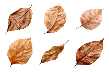 Obraz premium Collection of dried leaves isolated on transparent background