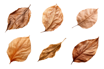 Collection of dried leaves isolated on transparent background
