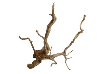 Dry aged driftwood branches isolated on transparent background. PNG transparency