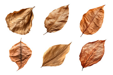Fototapeta na wymiar Collection of dried leaves isolated on transparent background