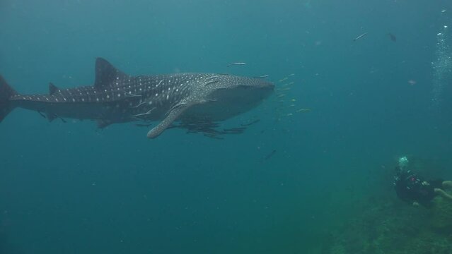 Whale shark (Rhincodon typus) slowly swims past a group of divers. A large school of yellow pilot fish moves in front of its snout underwater.