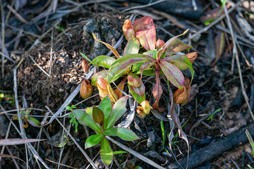 background image tropical pitcher plants or monkey cups living nature