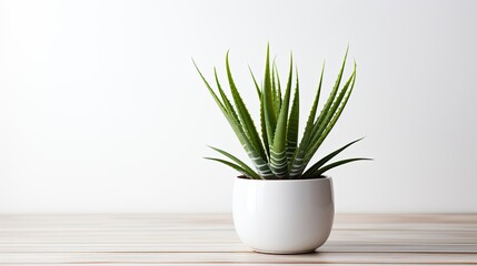 Aloe vera in pot on white table, place for text, copy space