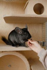 A small gray chinchilla is treated to a treat