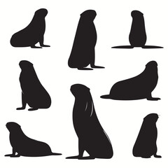 Fur Seal silhouettes and icons. Black flat color simple elegant Fur Seal animal vector and illustration.