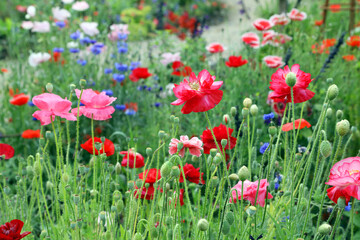 Obraz na płótnie Canvas Beautiful red poppy flowers in a garden setting in United Kingdom countryside