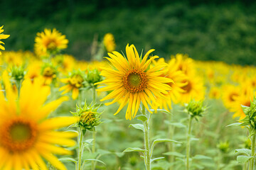 ひまわりの花畑