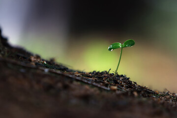 Plant seeds growing through the soil and fresh rain and transparent water drops on young cotyledons with green sprouts and precious nature, environment and beautiful life concept
