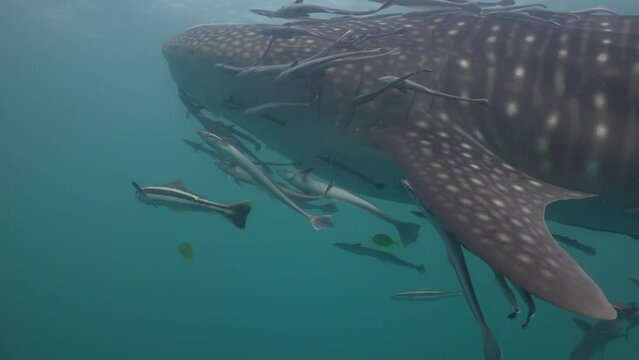 Whale shark (Rhincodon typus) filmed from its left side, showing the head and left fin. Numerous remoras surround the fin and body, with a small yellow pilot fish nearby.