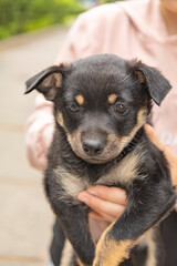 A small puppy that is held in the arms