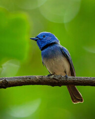 blue jay on a branch